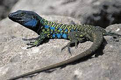 gallotia galloti