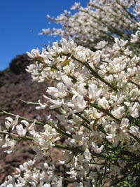 spartocytisus supranubius teide white broom