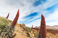 teide tajinastes